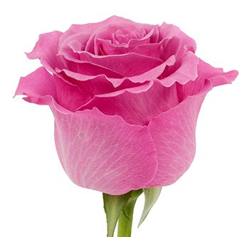 Rose Breathless 40 A1 Cantiza EC buy wholesale on M-Flowers
