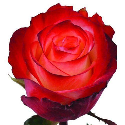 Rose Farfalla multicolor 40 A1 Nikita Flowers Ecuador buy wholesale on M-Flowers