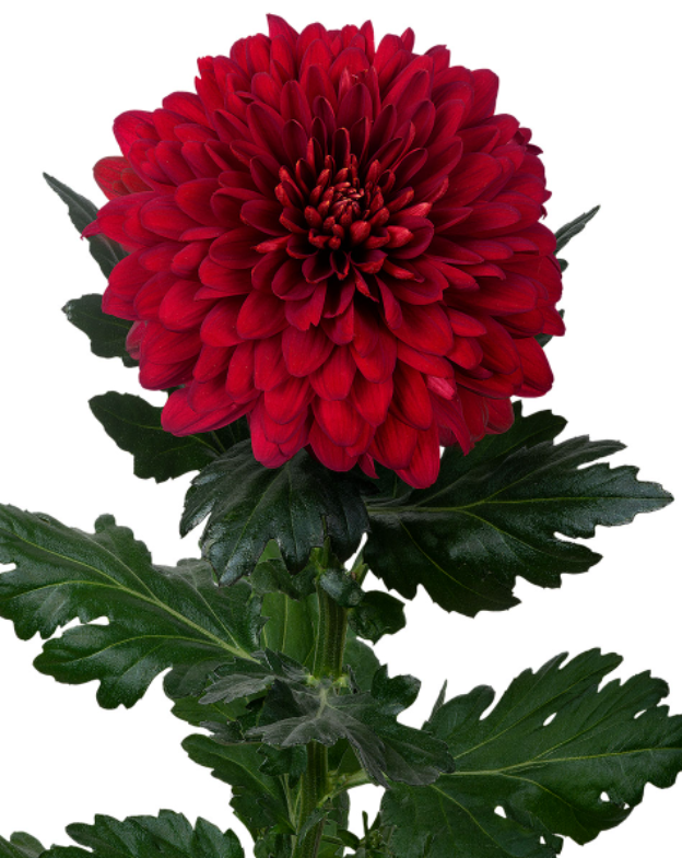Chr G Pip Red red 70 A1 Chr G Pip Red 70 A1 Decorum NL buy wholesale on M-Flowers