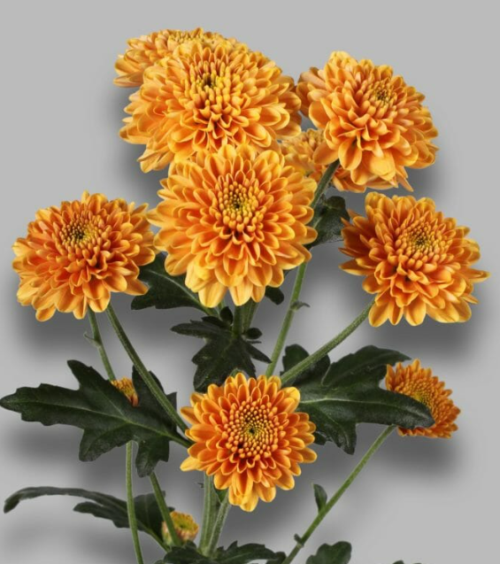 Chr San Ellison Orange 55 A1 Vannova NL купить оптом на M-Flowers