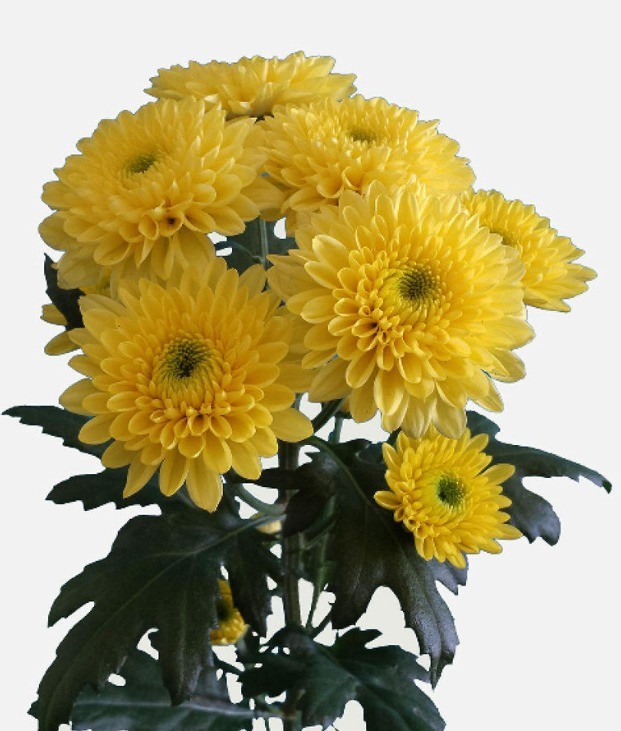 Chr t Pina Co Yellow yellow 70 A1 Chr t Pina Co Yellow 70 A1 Zentoo NL купить оптом на M-Flowers