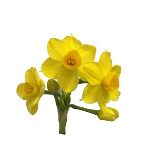 Narcissus Grand Soleil D'or 45 A1 Decorum NL buy wholesale on M-Flowers