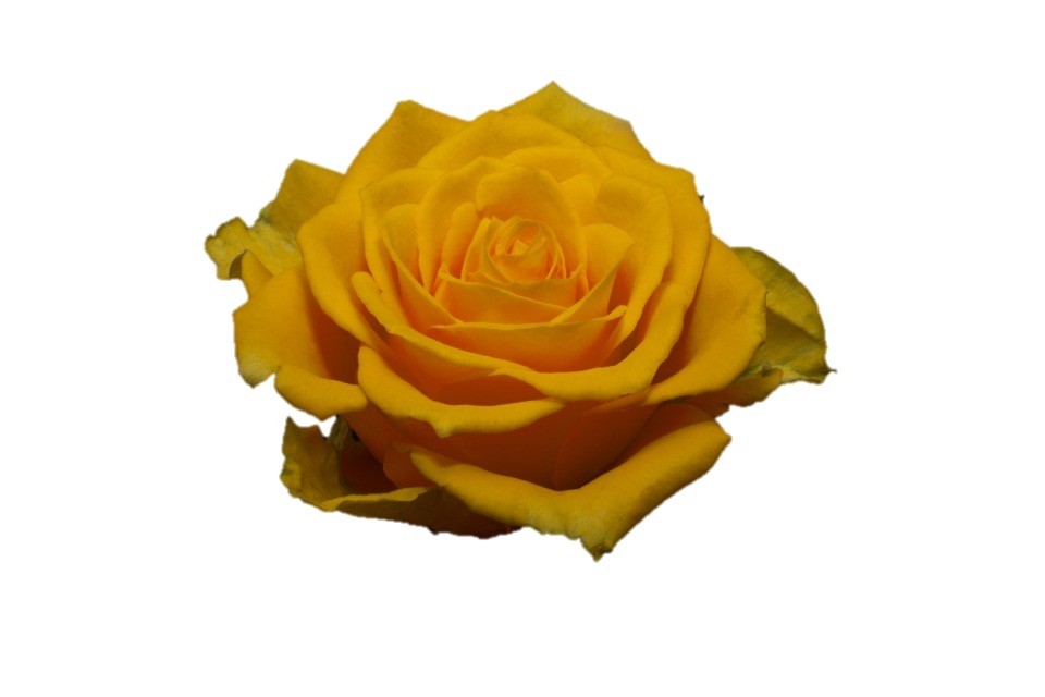 Rose Jackpot gold 50 A1 Shalimar Kenya buy wholesale on M-Flowers