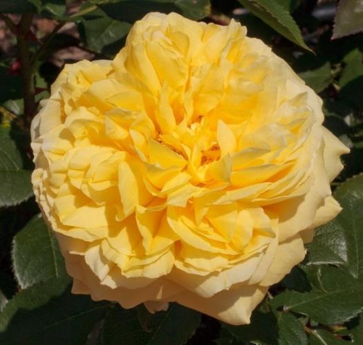 Garden Rose Toulouse Lautrec 50 A1 TAMBUZI LTD KE buy wholesale on M-Flowers