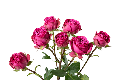 Spray roses Classic Sensation 40 A1 RED LANDS ROSES LTD KE buy wholesale on M-Flowers