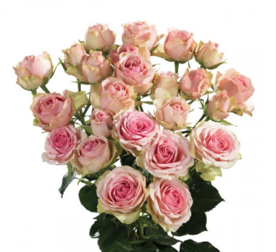 Spray roses Dinara 50 A1 KAREN ROSES LTD KE comprar al por mayor en M-Flowers