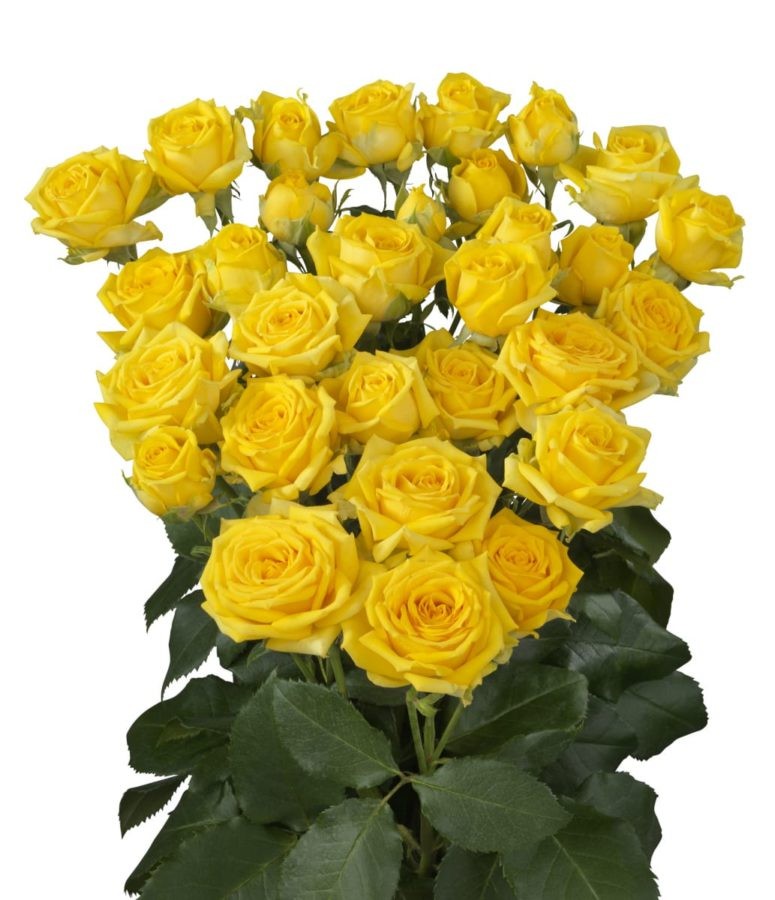 Spray roses Tarantella yellow 40 A1 Spray roses Tarantella 40 A1 PJ DAVE FLORA KE buy wholesale on M-Flowers