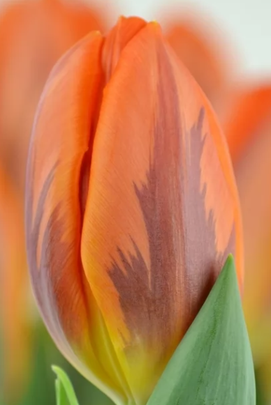 Tulip EN PRINSES IRENE 40 A1 Decorum NL купить оптом на M-Flowers