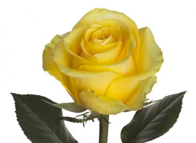 Rose Brighton yellow 60 A1 Charming Roses Ecuador buy wholesale on M-Flowers