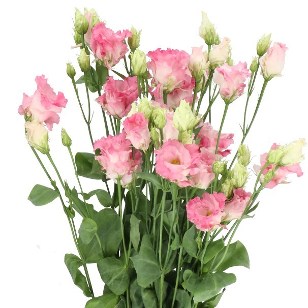 Eustoma Alissa First Love multicolor 72 A1 Lugt Netherlands buy wholesale on M-Flowers