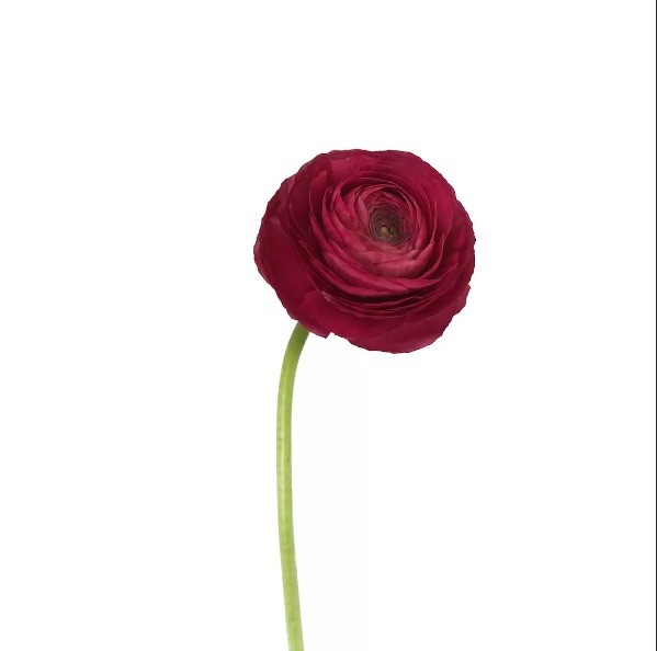 Ranunculus Hot Pink dark-pink 40 A1 Granada Colombia comprar al por mayor en M-Flowers