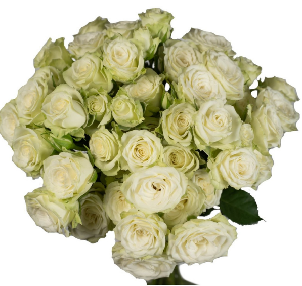 Spray roses Green Glow white 50 A1 Karen Roses Kenya buy wholesale on M-Flowers