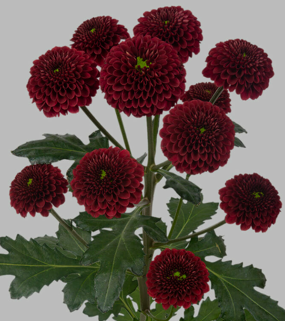 Chr San Purpetta Red 55 A1 Zentoo NL buy wholesale on M-Flowers