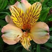 Alstroemeria Tobago multicolor 80 A1 Garda Export Ecuador купить оптом на M-Flowers