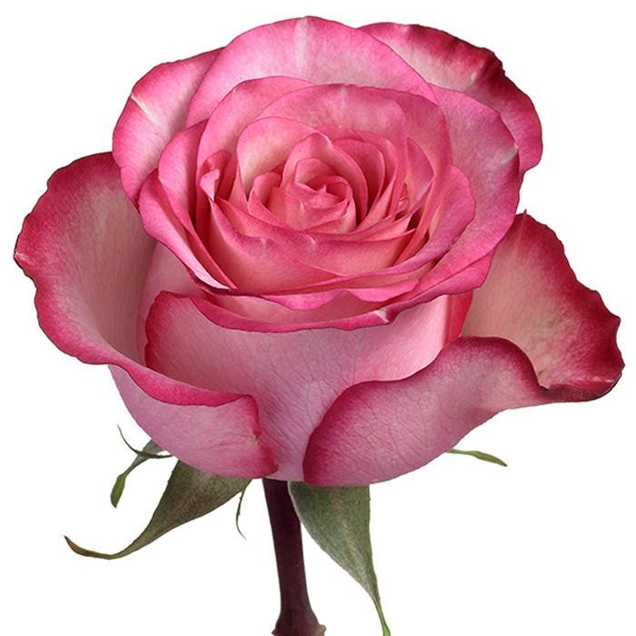 Rose Carousel multicolor 40 A1 Cantiza Ecuador buy wholesale on M-Flowers