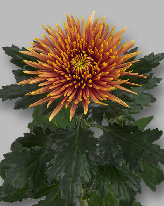 Chr G Saffina Dark multicolor 70 A1 Chr G Saffina Dark 70 A1 Decorum NL buy wholesale on M-Flowers