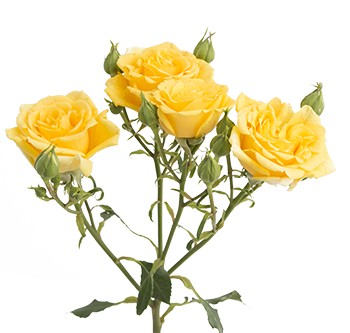 Spray roses Golden Sensation 50 A1 Pro Plan EC buy wholesale on M-Flowers
