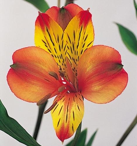 Alstroemeria Victoria multicolor 90 A1 Garda Export Ecuador купить оптом на M-Flowers