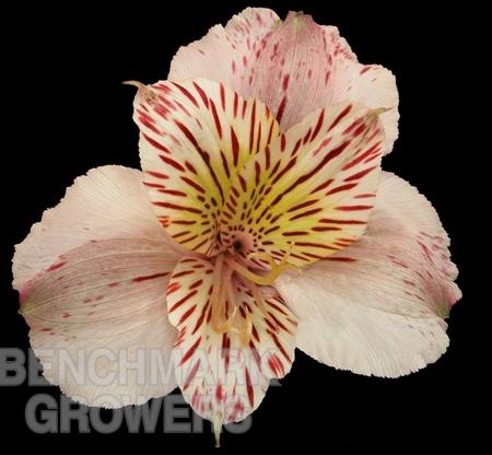 Alstroemeria Salmon multicolor 70 A1 Allegro Farms Ecuador купить оптом на M-Flowers