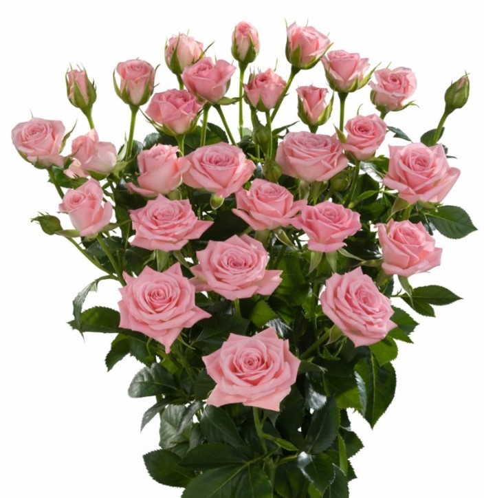 Spray roses Odilia light-pink 50 A1 GOLDEN TULIP FARMS LTD Kenya buy wholesale on M-Flowers