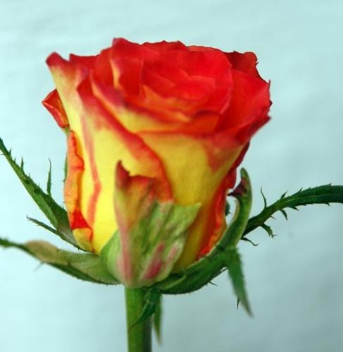 Rose Inka multicolor 40 A1 Karen Roses Kenya buy wholesale on M-Flowers