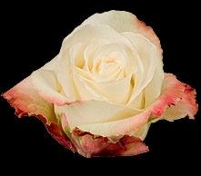 Rose Mamamia 40 A1 Flower Village EC comprar al por mayor en M-Flowers