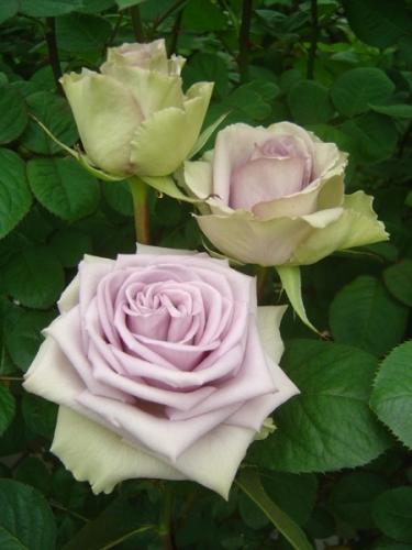 Rose Indigo multicolor 70 A1 Sian Roses Kenya comprar al por mayor en M-Flowers