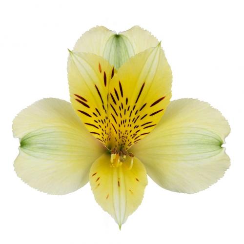 Alstroemeria Tarantino 80 A1 GOLDEN TULIP FARMS LIMITED KE buy wholesale on M-Flowers