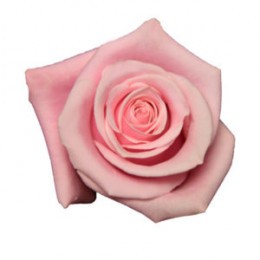 Rose Flamingo 40 A1 CREDIBLE BLOOMS LTD KE купить оптом на M-Flowers