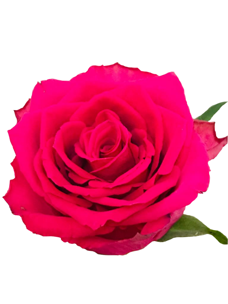 Rose Madam Cerise 35 A1 M-FLOWERS KE KE buy wholesale on M-Flowers
