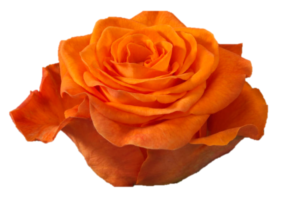 Rose Orange Wave 40 A1 HERITAGE FLOWERS LTD KE comprar al por mayor en M-Flowers