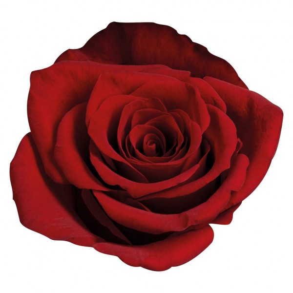 Rose Red Lion 40 A1 CREDIBLE BLOOMS LTD KE buy wholesale on M-Flowers