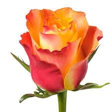 Rose Down Town 40 A1 CREDIBLE BLOOMS LTD KE buy wholesale on M-Flowers