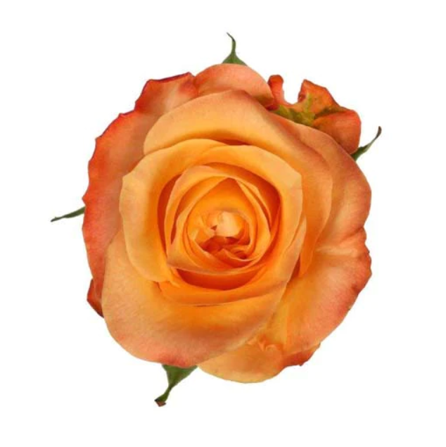 Rose Monalisa 40 A1 CREDIBLE BLOOMS LTD KE comprar al por mayor en M-Flowers