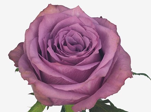 Rose New Orleans 35 A1 SIAN ROSES KE купить оптом на M-Flowers