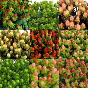 Hypericum MIX multicolor 70 A1 GOLDEN TULIP FARMS LTD Kenya buy wholesale on M-Flowers