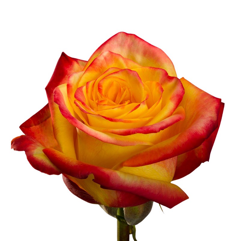 Rose High & Yellow Flame multicolor 50 A1 Rose High & Yellow Flame 50 A1 High Connection EC buy wholesale on M-Flowers