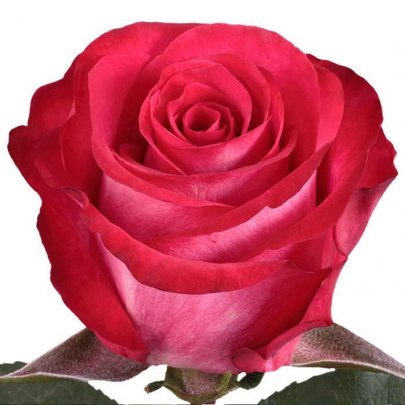 Rose Riviera 50 A1 Cantiza EC buy wholesale on M-Flowers