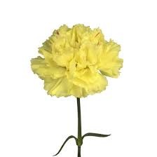Carnation Yellow 70 A1 Coexflor EC buy wholesale on M-Flowers