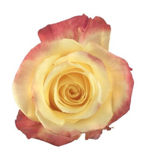 Rose Hot Merengue multicolor 40 A1 Cantiza Ecuador buy wholesale on M-Flowers