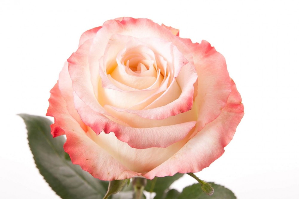 Rose Cabaret light-pink 40 A1 Agroterranorte Ecuador buy wholesale on M-Flowers