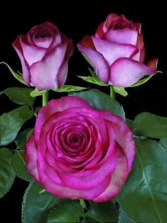 Rose Scandal multicolor 40 A1  Ecuador buy wholesale on M-Flowers