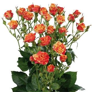 Spray roses Fire Flash multicolor 40 A1 FRESH EXCHANGE FZCO Kenya buy wholesale on M-Flowers