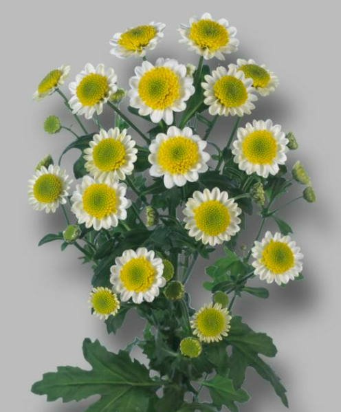 Chr San Sun Up white 55 A1 Zentoo Netherlands buy wholesale on M-Flowers