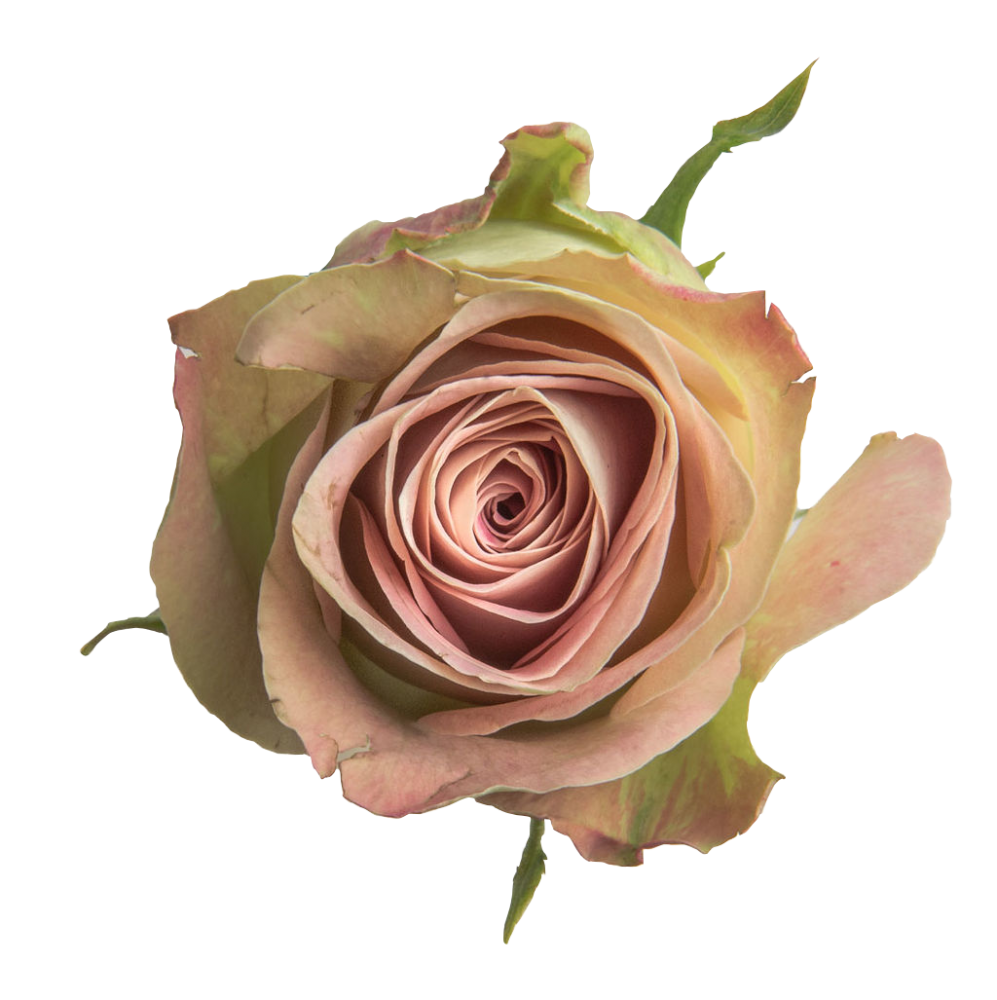 Rose Upper Secret multicolor 60 A1 Credible Blooms Kenya buy wholesale on M-Flowers