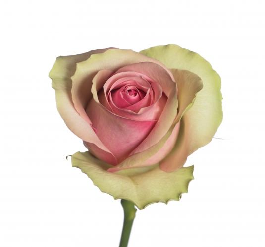 Rose Belle rose multicolor 50 A1 PANOCAL INTERNATIONAL LTD Kenya buy wholesale on M-Flowers