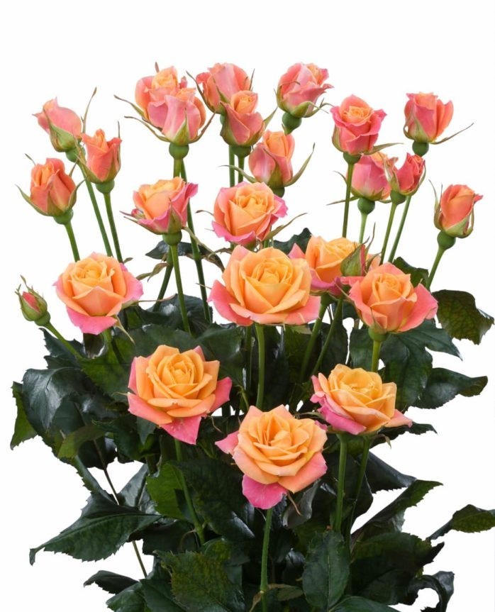 Spray roses Sonora 50 A1 KAREN ROSES LTD KE buy wholesale on M-Flowers