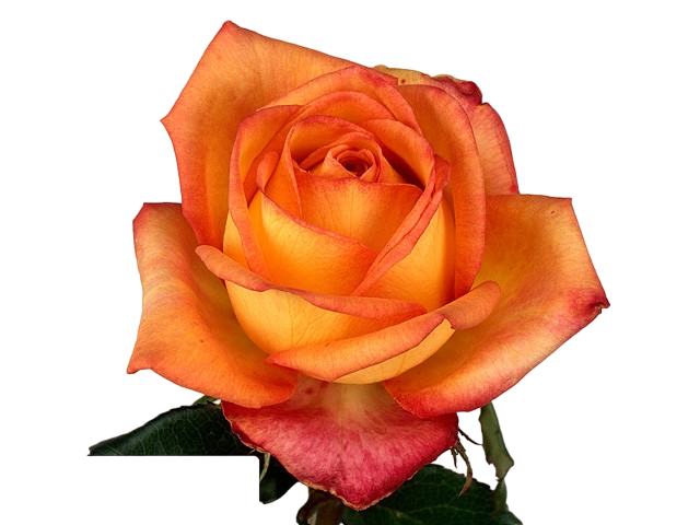 Rose Magma multicolor 35 A1 Rose Magma 35 A1 PJ DAVE FLORA KE buy wholesale on M-Flowers