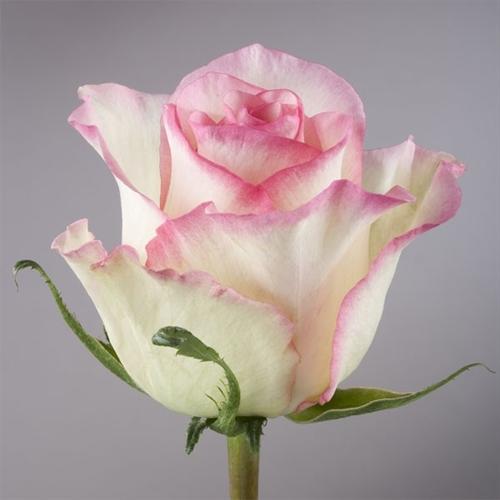 Rose Sovereign 40 A1 GOLDEN TULIP FARMS LIMITED KE купить оптом на M-Flowers