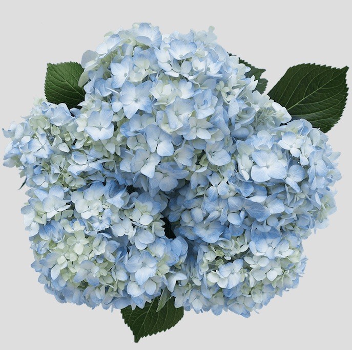 Hydrangea blue select blue 50 A1 Hydrangea blue select 50 A1 EXPRESS FARM SAS CO купить оптом на M-Flowers